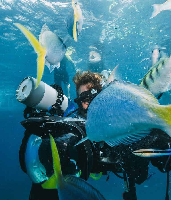 many fish close to a scuba diver